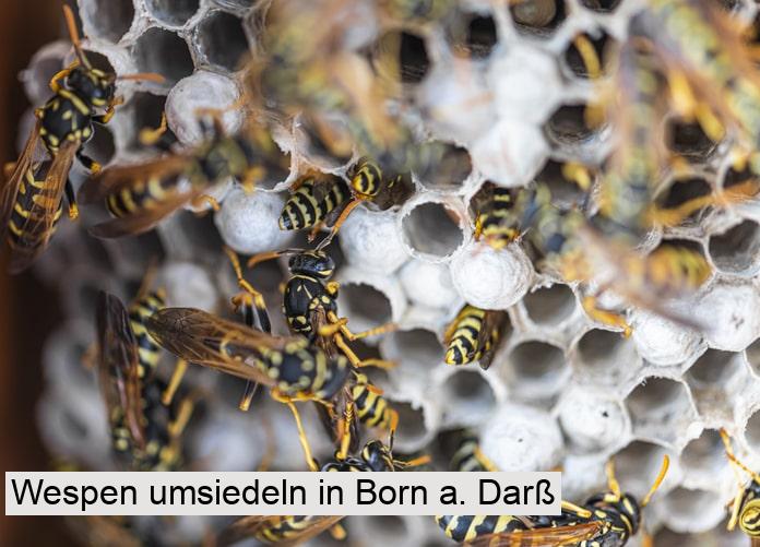 Wespen umsiedeln in Born a. Darß
